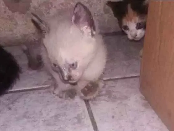 Gato raça Nao definida idade Abaixo de 2 meses nome Sem nome