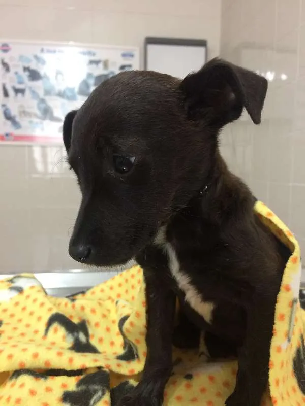 Cachorro ra a SRD idade 2 a 6 meses nome Dora