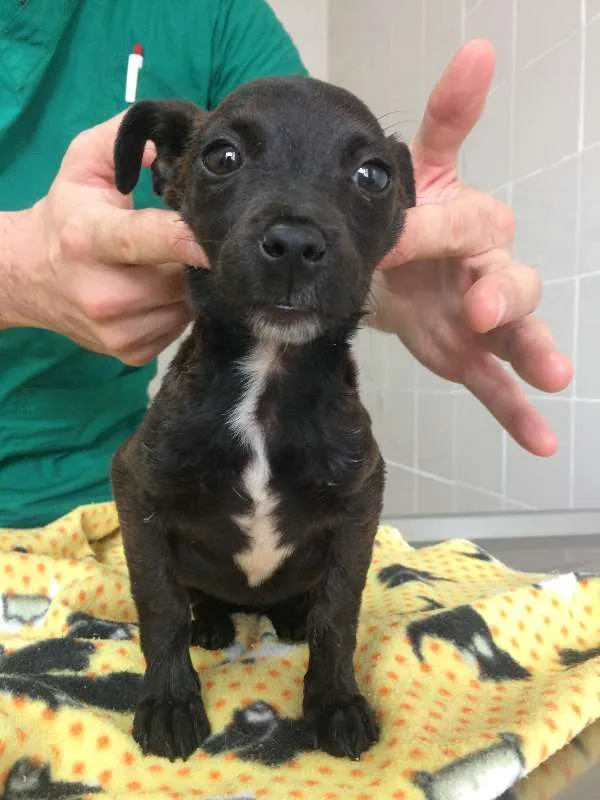 Cachorro ra a SRD idade 2 a 6 meses nome Dora