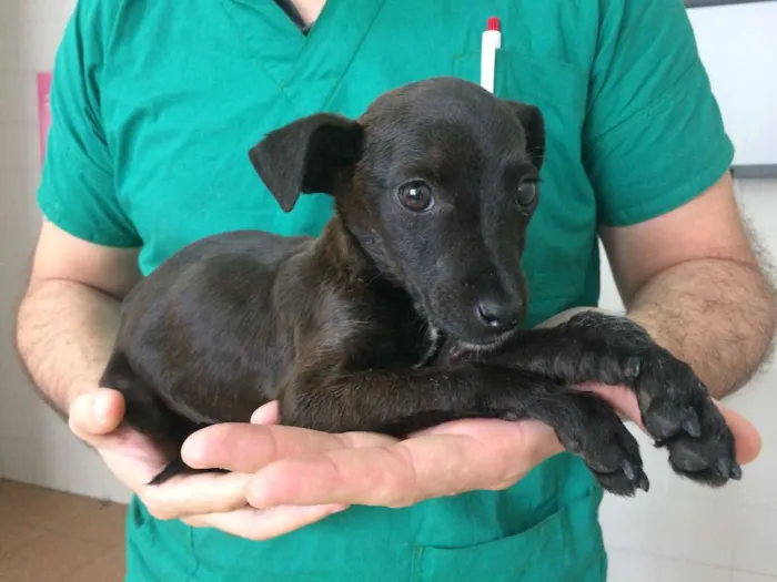 Cachorro ra a SRD idade 2 a 6 meses nome Dora