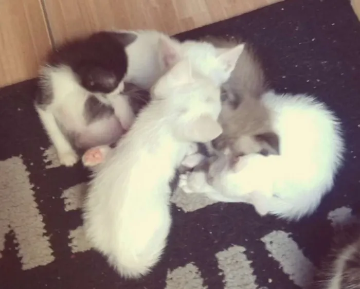 Gato ra a Vira lata idade Abaixo de 2 meses nome Não tem nome