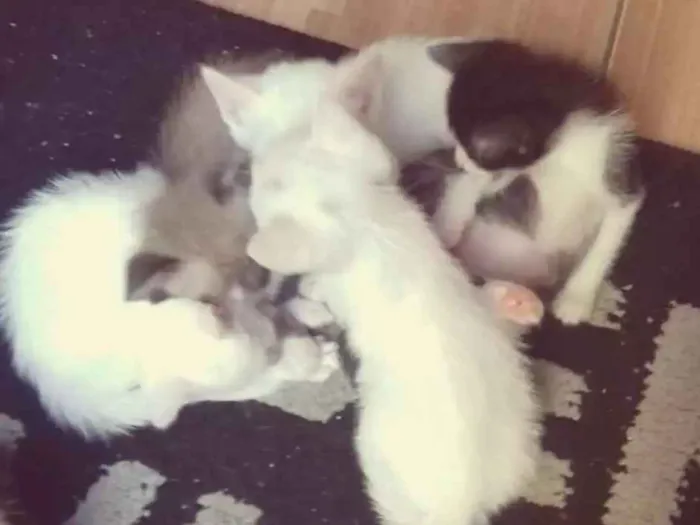 Gato ra a Vira lata idade Abaixo de 2 meses nome Não tem nome