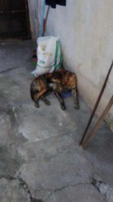 Cachorro ra a SRD idade 1 ano nome Perry