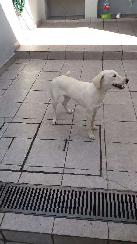 Cachorro ra a indefinido idade 1 ano nome mel