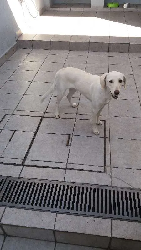 Cachorro ra a indefinido idade 1 ano nome mel