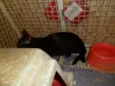 Gatinhos