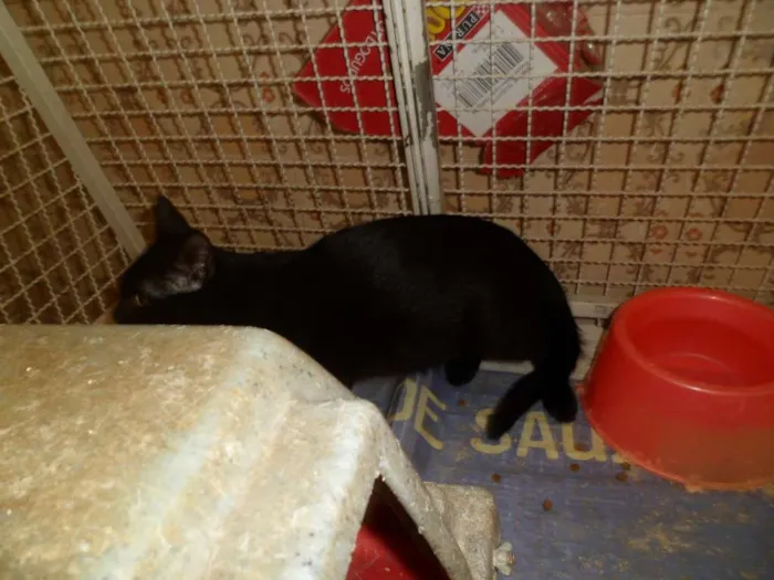 Gato ra a srd idade 2 a 6 meses nome Gatinhos
