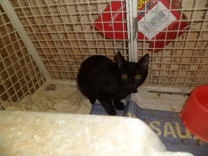 Gato ra a srd idade 2 a 6 meses nome Gatinhos