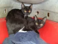 Gatinhos