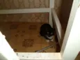 Gatinhos