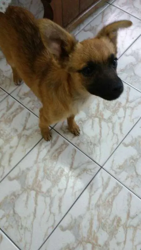 Cachorro ra a SRD idade 2 a 6 meses nome Femea