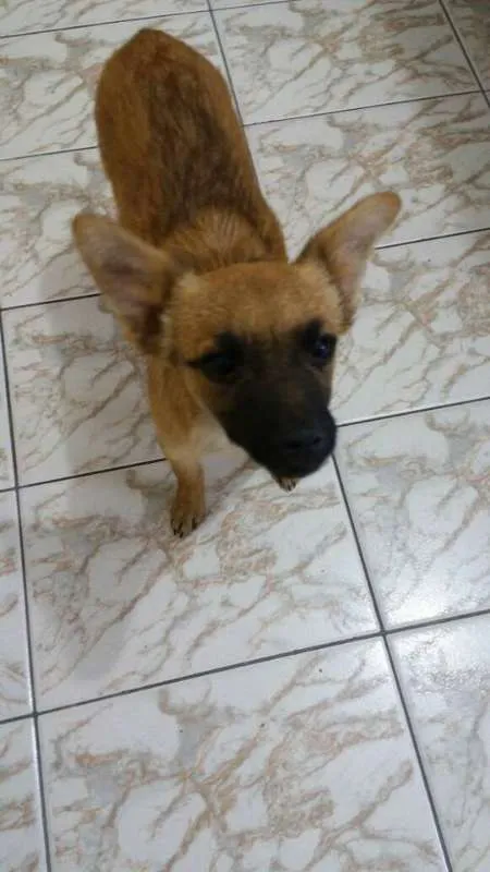 Cachorro ra a SRD idade 2 a 6 meses nome Femea