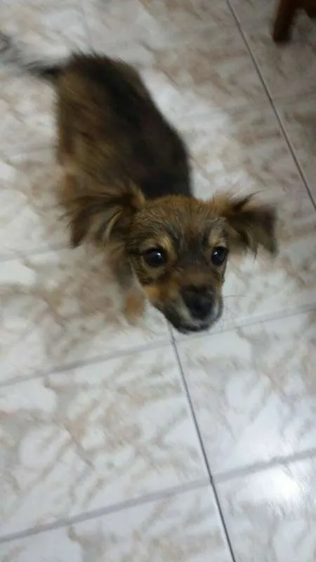 Cachorro ra a SRD idade 2 a 6 meses nome Femea