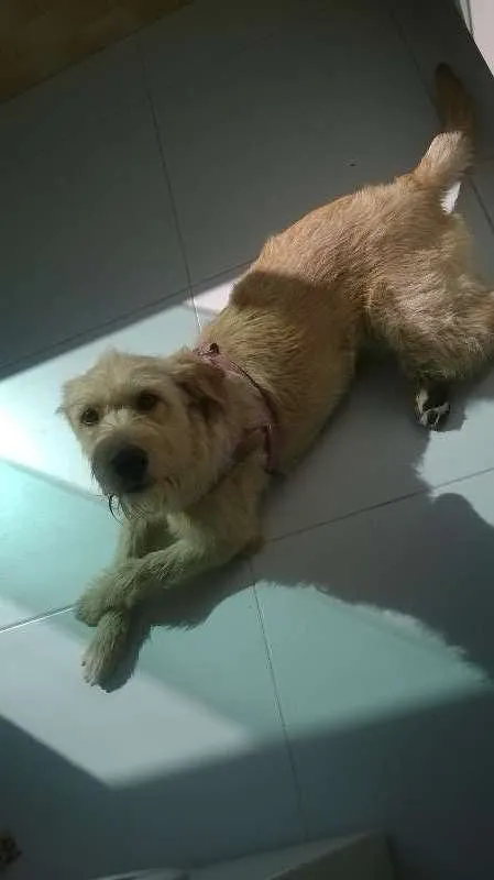 Cachorro ra a Sem raça idade 7 a 11 meses nome Maia