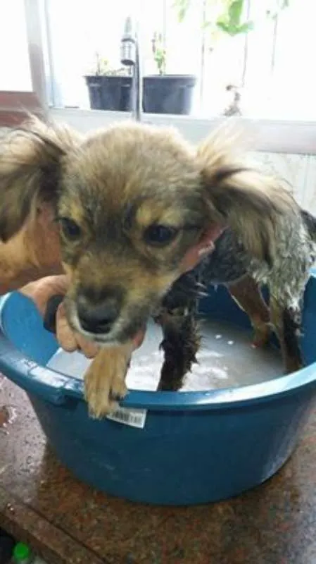 Cachorro ra a SRD idade 2 a 6 meses nome Femea