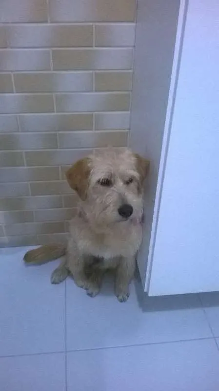 Cachorro ra a Sem raça idade 7 a 11 meses nome Maia