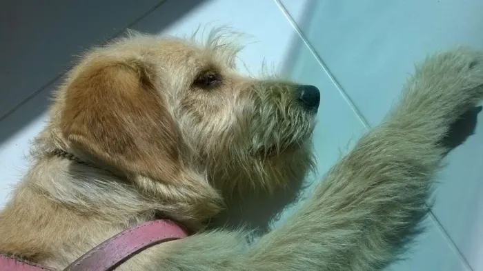 Cachorro ra a Sem raça idade 7 a 11 meses nome Maia