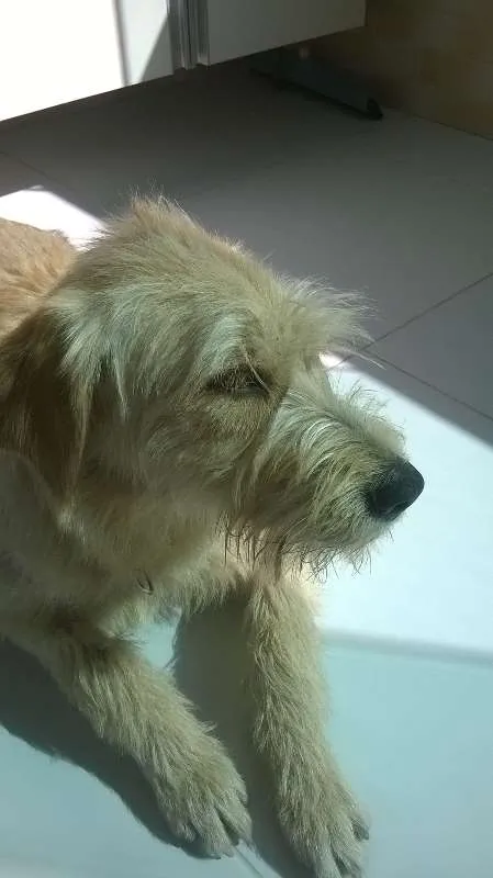 Cachorro ra a Sem raça idade 7 a 11 meses nome Maia