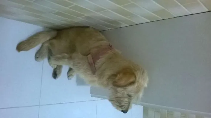 Cachorro ra a Sem raça idade 7 a 11 meses nome Maia