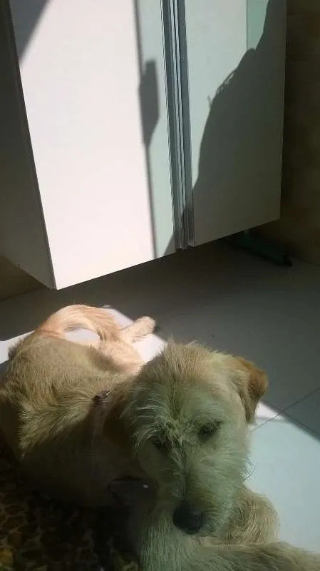 Cachorro ra a Sem raça idade 7 a 11 meses nome Maia