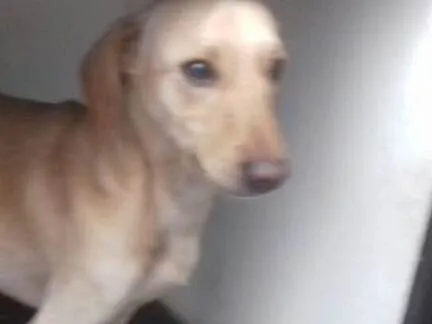 Cachorro ra a Mestiço Daschund idade 1 ano nome Bingo