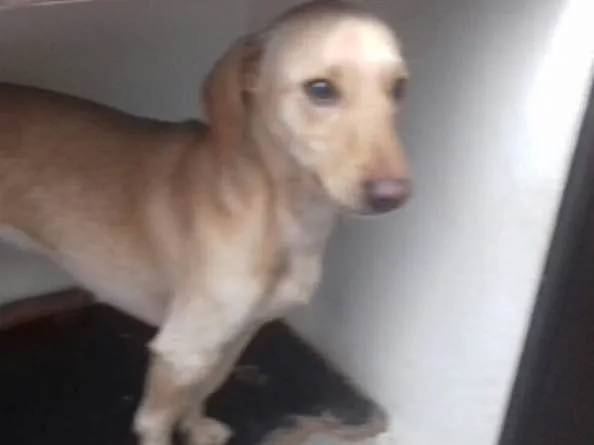 Cachorro ra a Mestiço Daschund idade 1 ano nome Bingo