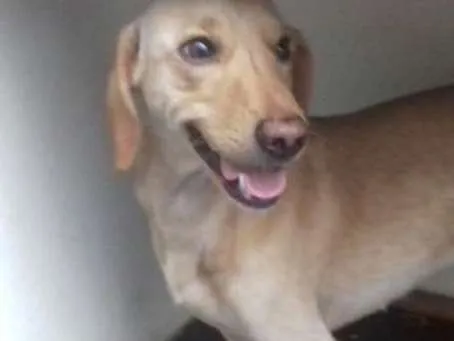 Cachorro ra a Mestiço Daschund idade 1 ano nome Bingo