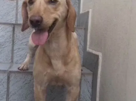 Cachorro ra a Mestiço Daschund idade 1 ano nome Bingo