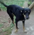 Zeca