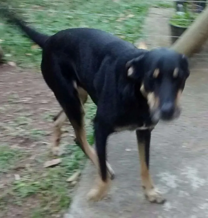 Cachorro ra a Sem raça definida idade 5 anos nome Zeca