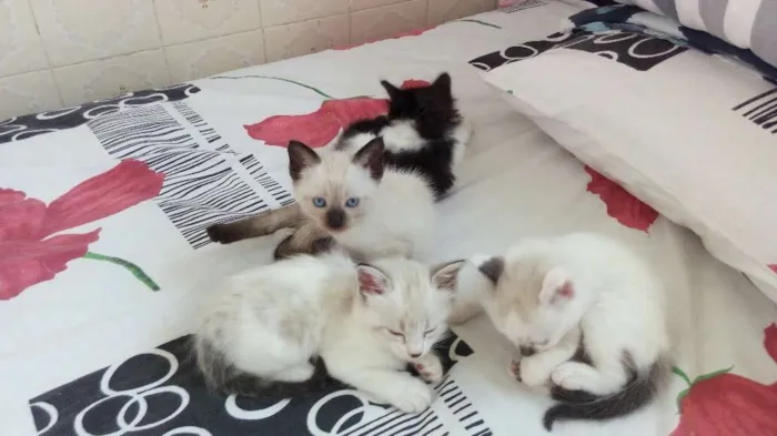 Gato ra a  idade Abaixo de 2 meses nome Sem nome