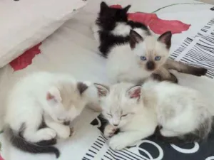 Gato raça  idade Abaixo de 2 meses nome Sem nome