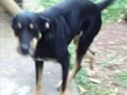 Zeca