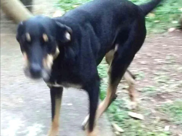Cachorro ra a Sem raça definida idade 5 anos nome Zeca