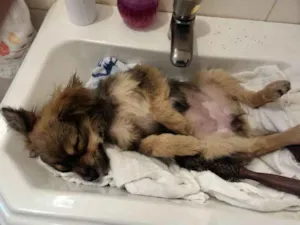 Cachorro raça SRD idade 2 a 6 meses nome Femea