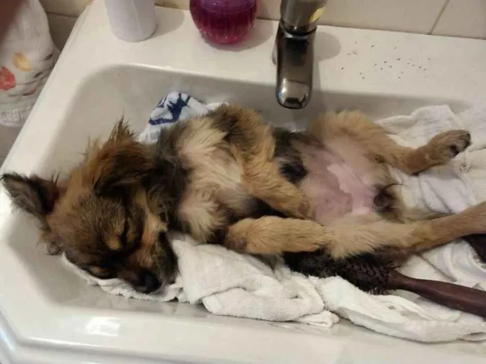 Cachorro ra a SRD idade 2 a 6 meses nome Femea