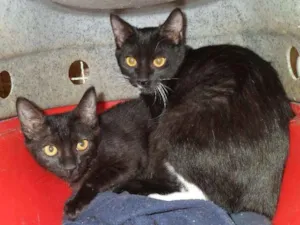 Gato raça srd idade 2 a 6 meses nome Gatinhos