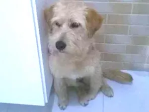 Cachorro raça Sem raça idade 7 a 11 meses nome Maia