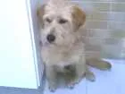 Cachorro raça Sem raça idade 7 a 11 meses nome Maia