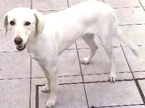 Cachorro raça indefinido idade 1 ano nome mel