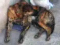 Cachorro raça SRD idade 1 ano nome Perry