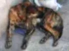 Cachorro raça SRD idade 1 ano nome Perry