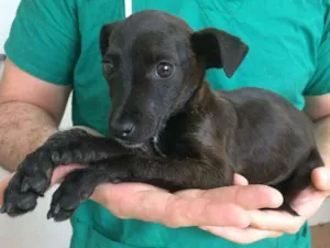 Cachorro raça SRD idade 2 a 6 meses nome Dora