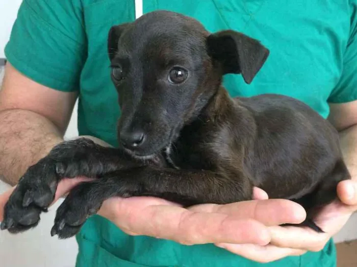 Cachorro ra a SRD idade 2 a 6 meses nome Dora