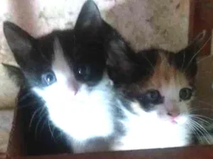 Gato raça Nao definida idade Abaixo de 2 meses nome Sem nome