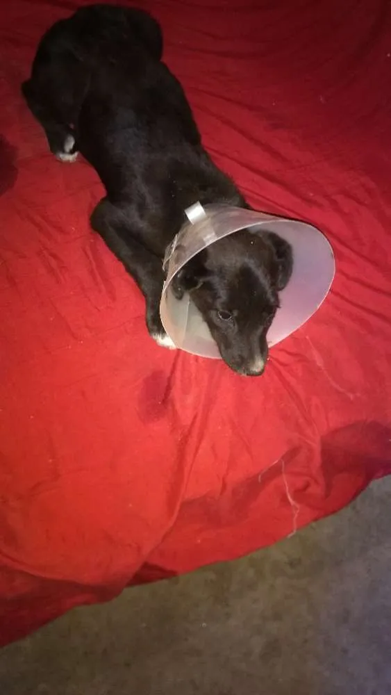 Cachorro ra a Mestiço fila idade 2 a 6 meses nome Ralf