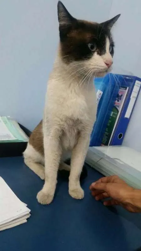 Gato ra a SRD idade 1 ano nome Gatinho Abandonado