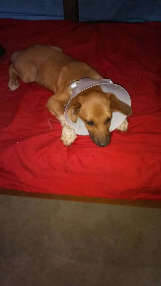 Cachorro ra a Mestiço fila idade 2 a 6 meses nome Lup