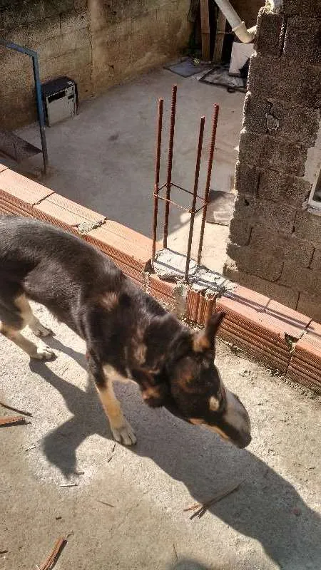 Cachorro raça Vira lata misturado  idade Abaixo de 2 meses nome Malu