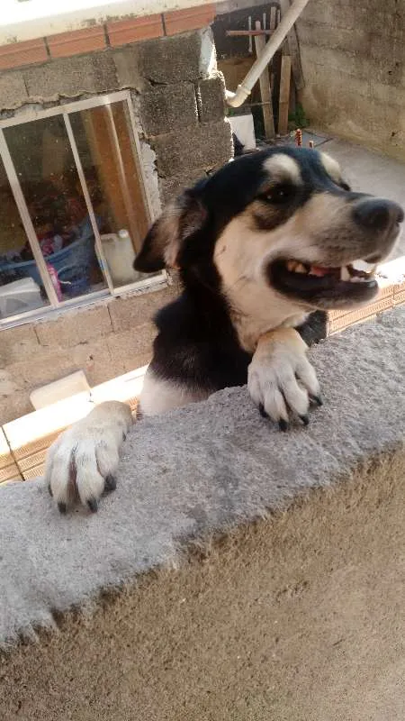 Cachorro raça Vira lata misturado  idade Abaixo de 2 meses nome Malu